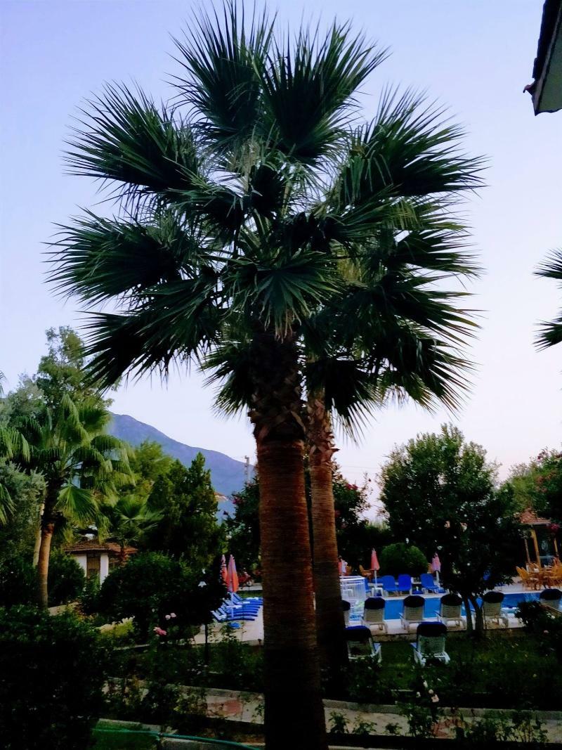 Gorkem Hotel & Apartments Oludeniz Eksteriør bilde